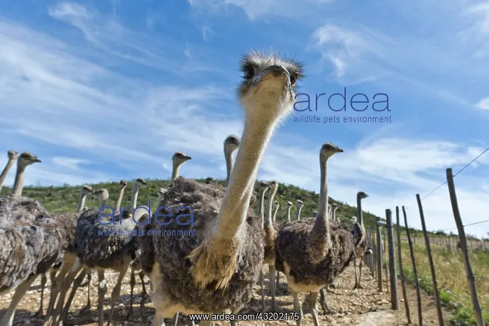 : Ostriches (Struthio camelus) on a commercial ostrich : Ostriches (Struthio camelus) on a commercial ostrich