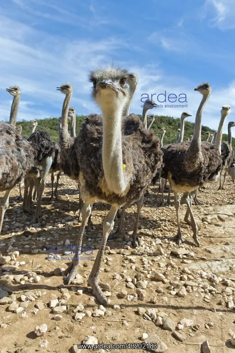 : Ostriches (Struthio camelus) on a commercial ostrich : Ostriches (Struthio camelus) on a commercial ostrich
