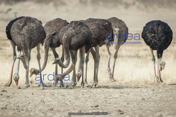: Ostriches (Struthio camelus), Kgalagadi Transfrontier : Ostriches (Struthio camelus), Kgalagadi Transfrontier