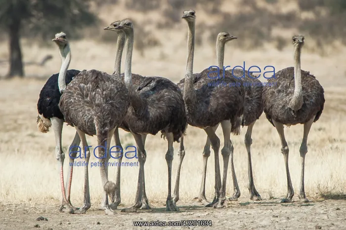 : Ostriches (Struthio camelus), Kgalagadi Transfrontier : Ostriches (Struthio camelus), Kgalagadi Transfrontier