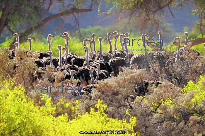 : Ostriches (Struthio camelus) between yellow flowers : Ostriches (Struthio camelus) between yellow flowers