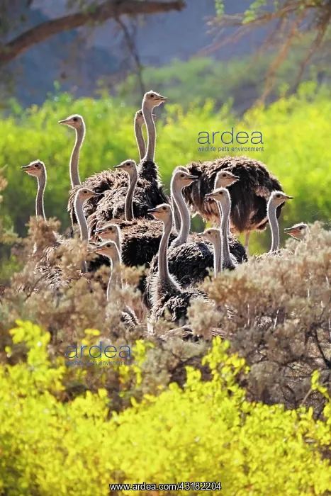 : Ostriches (Struthio camelus) between yellow flowers : Ostriches (Struthio camelus) between yellow flowers