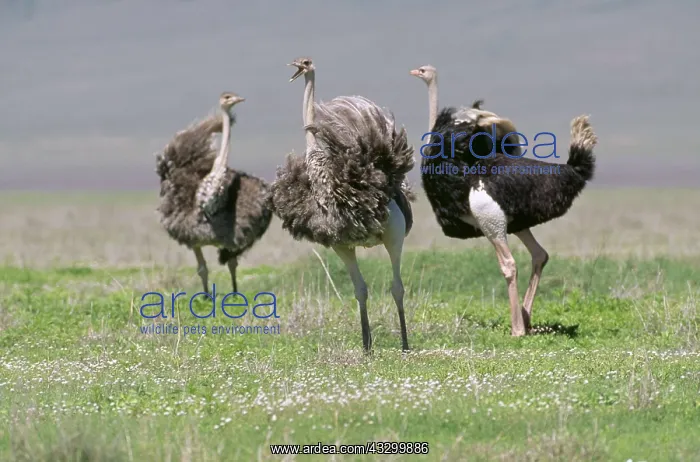 : OSTRICHES - x three : OSTRICHES - x three