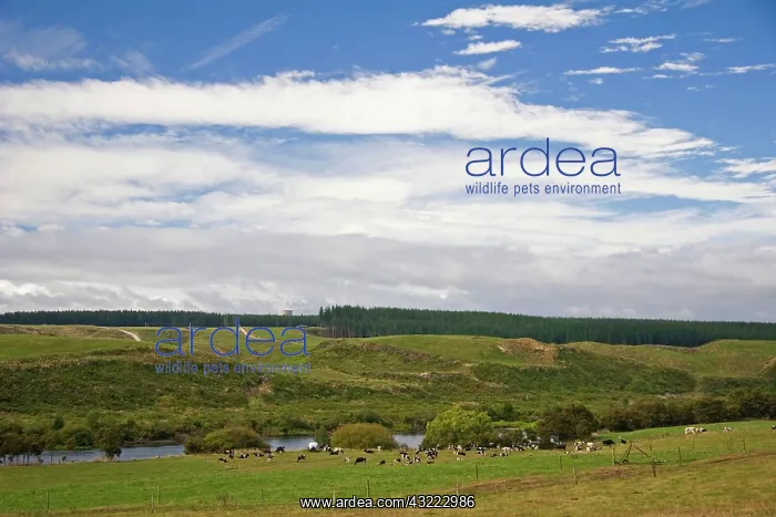 : Otago, Christchurch, New Zealand. Scenic : Otago, Christchurch, New Zealand. Scenic