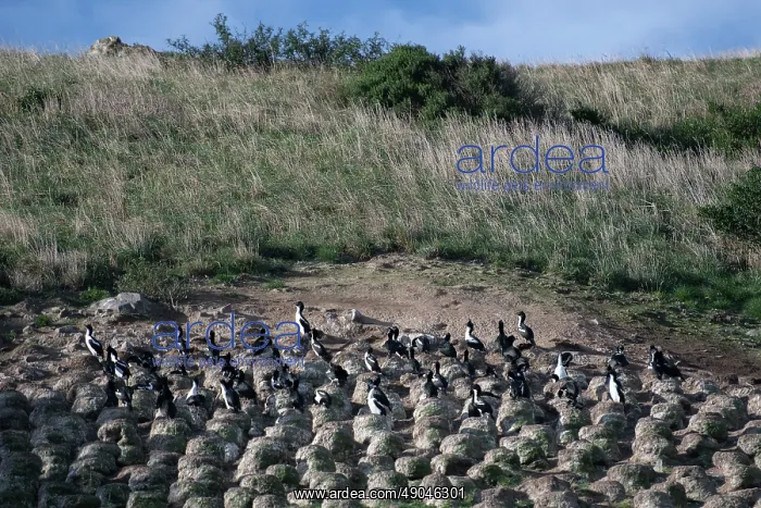 : Otago Shags nesting : Otago Shags nesting