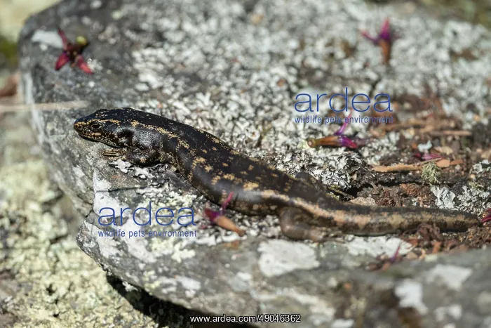 : Otago Skink : Otago Skink