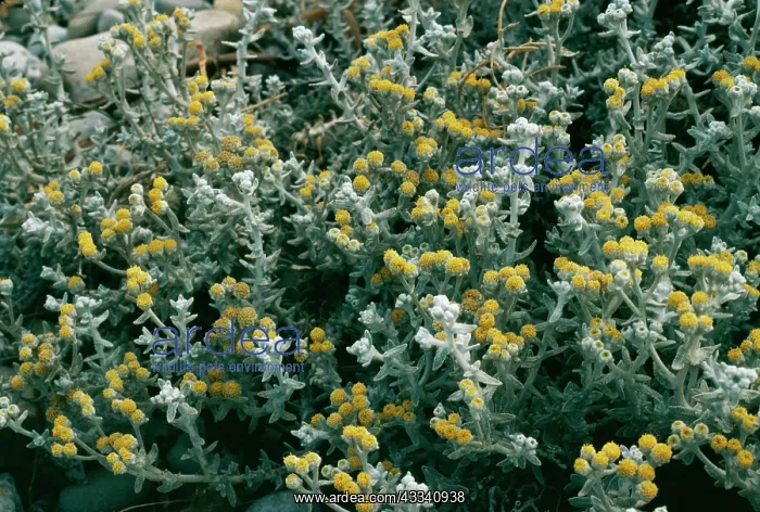 : Otanthus (Diotis) : Otanthus (Diotis)