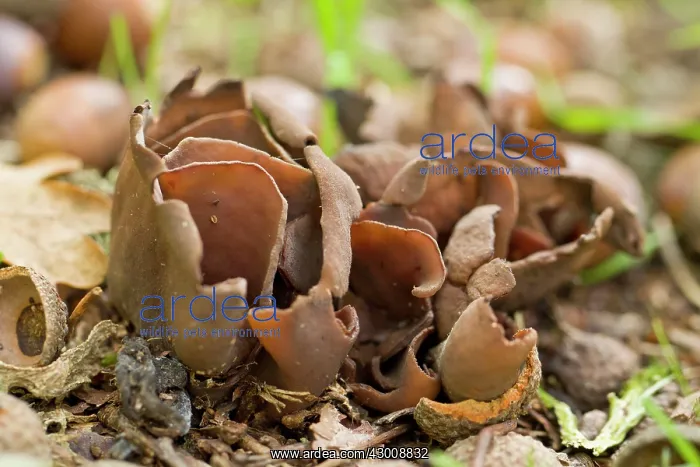: Otidea Bufonia : Otidea Bufonia