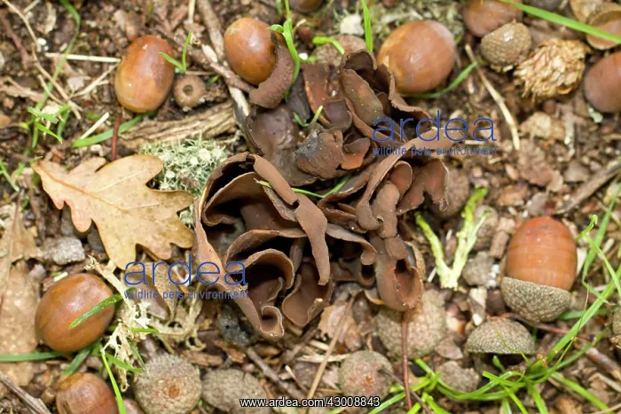 : Otidea Bufonia : Otidea Bufonia