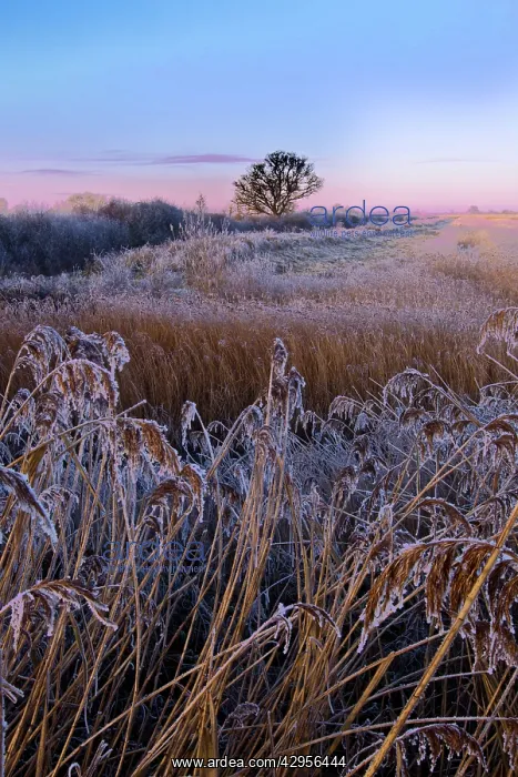 : Otmoor RSPB reserve - cold winter evening : Otmoor RSPB reserve - cold winter evening