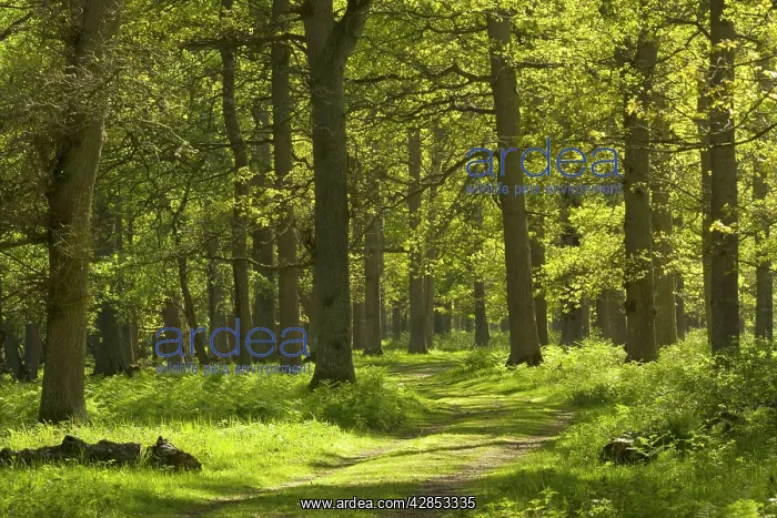: Ottenby Lund Forest : Ottenby Lund Forest