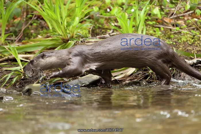  : Otter adult male walking along river
