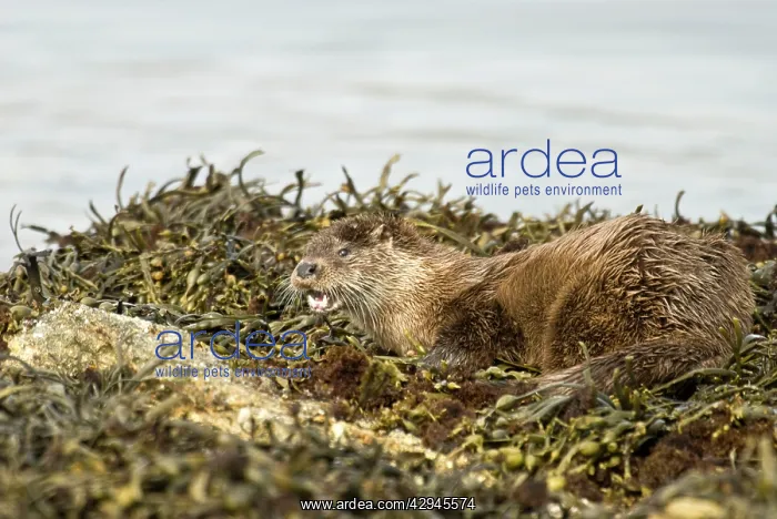 : Otter - Alert posture amongst seaweed and rocks : Otter - Alert posture amongst seaweed and rocks