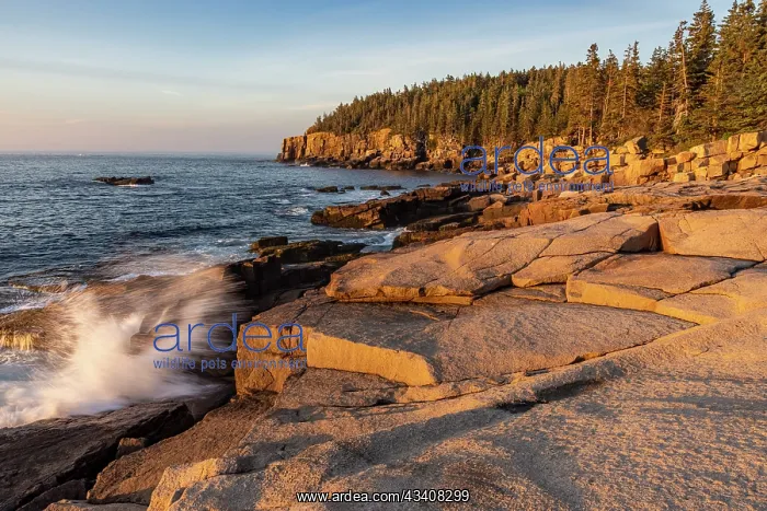 : Otter Cliffs at sunrise in Acadia National Park, Maine, USA : Otter Cliffs at sunrise in Acadia National Park, Maine, USA