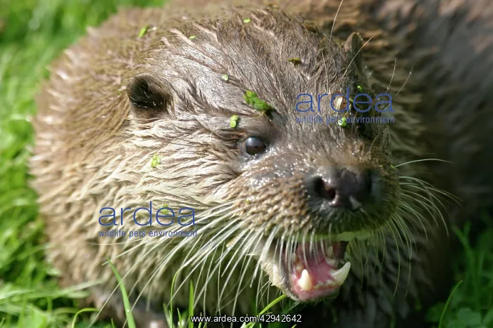 : Otter close up of head - snarling : Otter close up of head - snarling