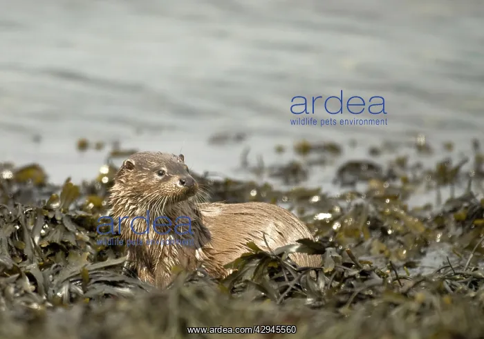 : Otter - On coast in seaweed : Otter - On coast in seaweed