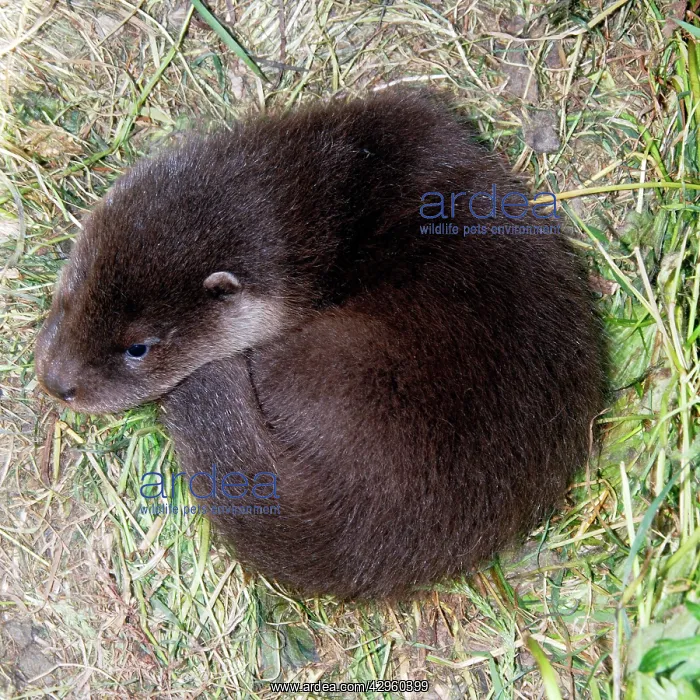 : Otter - cub curled up on ground : Otter - cub curled up on ground