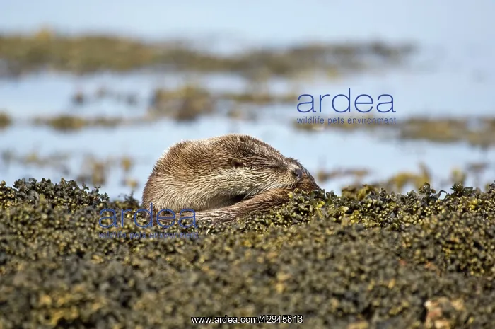 : Otter - Curled up asleep on seaweed covered rocks : Otter - Curled up asleep on seaweed covered rocks