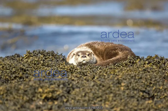  : Otter - Curled up on seaweed covered rocks