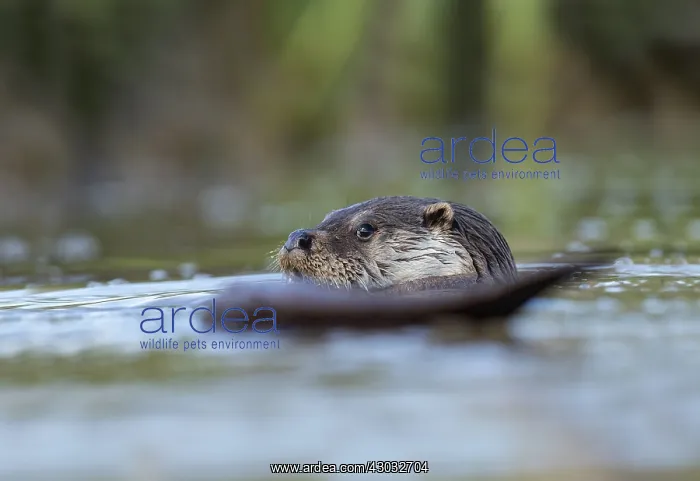  : Otter - Devon - UK