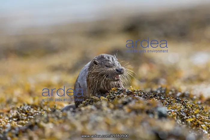  : Otter - Eating - Mull - UK