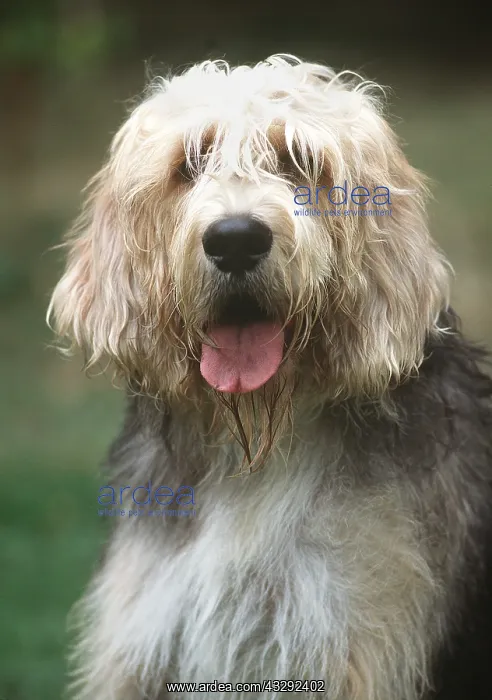 : Otter Hound DOG : Otter Hound DOG
