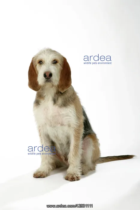 : Otter Hound puppy - 6 months : Otter Hound puppy - 6 months