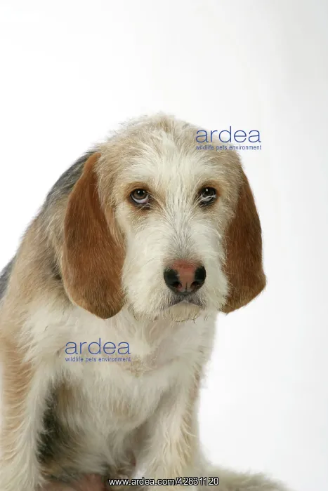 : Otter Hound puppy - 6 months : Otter Hound puppy - 6 months