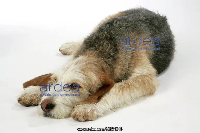 : Otter Hound puppy - 6 months, lying down : Otter Hound puppy - 6 months, lying down
