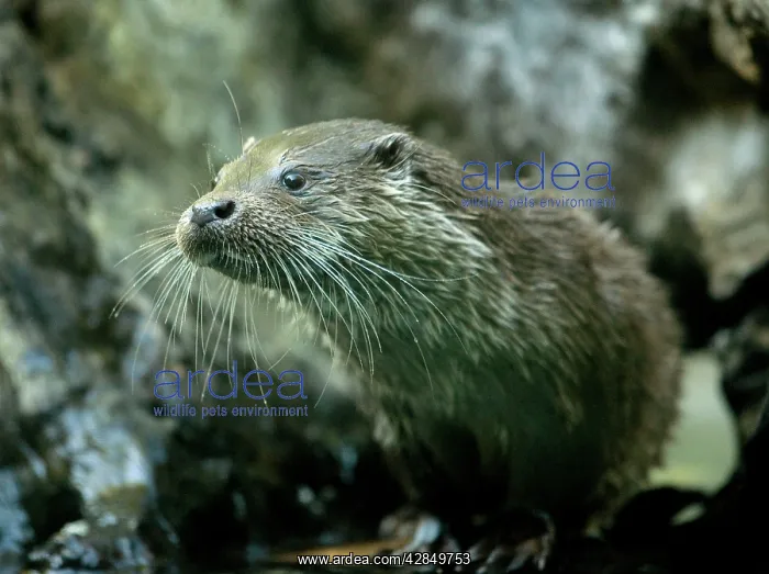 : Otter - hunting : Otter - hunting
