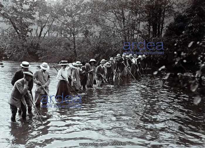 : Otter hunting near Exeter - Devon - early 20th century : Otter hunting near Exeter - Devon - early 20th century