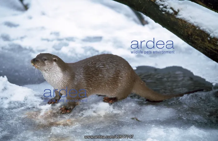  : OTTER - ON ICE