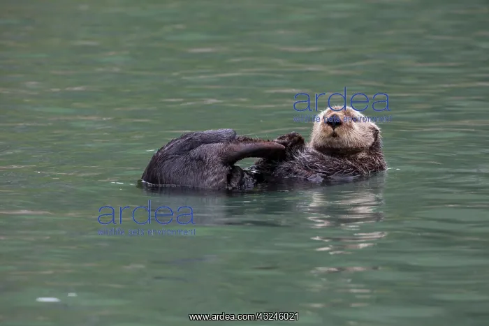  : Otter, Kodiak Island, Alaska