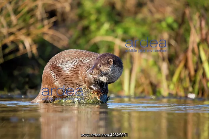 : Otter - on log in middle of water : Otter - on log in middle of water