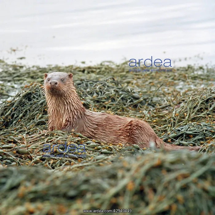  : Otter (Lutra lutra). Scottish coast
