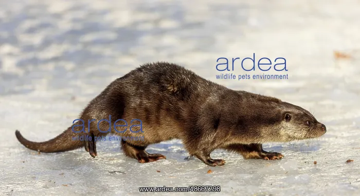 : Otter (Lutra lutra) in the snow in the animal enclosure in : Otter (Lutra lutra) in the snow in the animal enclosure in