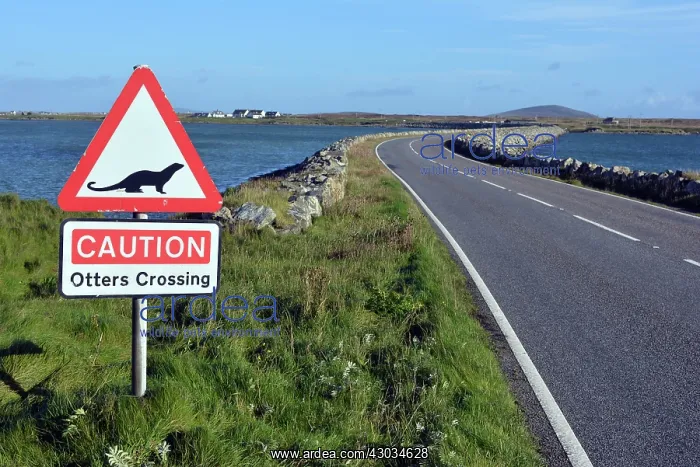 : Otter, Road sign warning of otter crossing causeway : Otter, Road sign warning of otter crossing causeway
