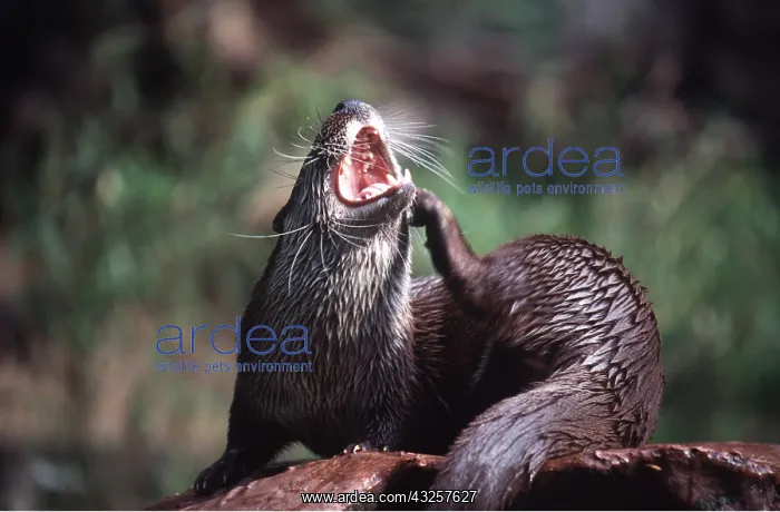 : OTTER - scratching, mouth open : OTTER - scratching, mouth open
