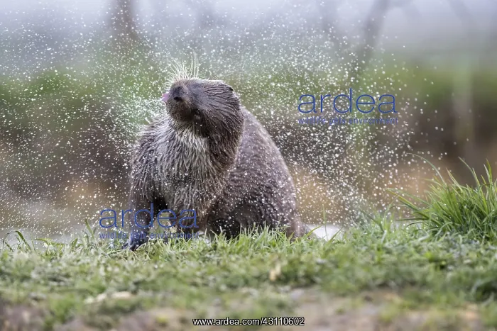  : Otter - Shaking - Devon - UK