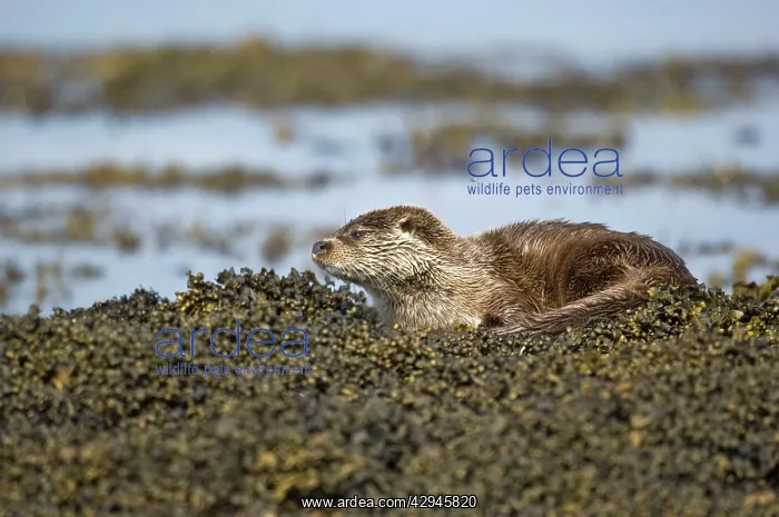 : Otter - Sitting on seaweed covered rocks : Otter - Sitting on seaweed covered rocks