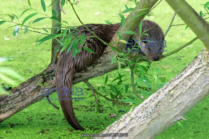 : Otter sitting in willow tree : Otter sitting in willow tree