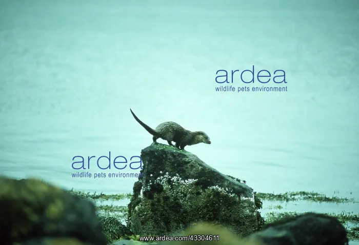: OTTER - Sprainting : OTTER - Sprainting