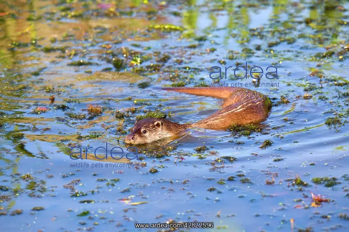  : Otter - swimming