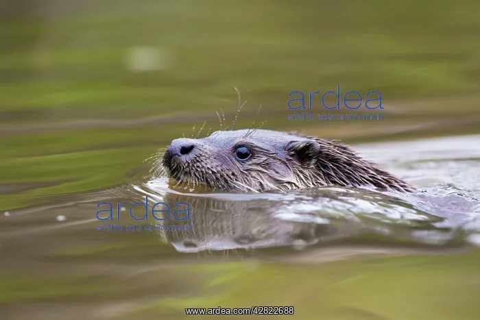 : Otter - swimming : Otter - swimming