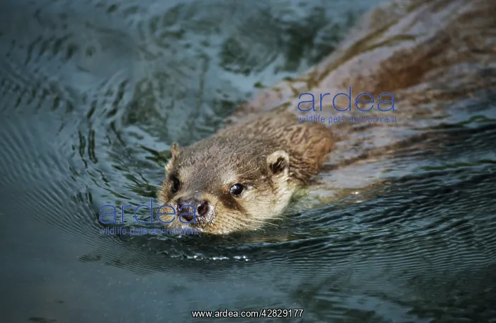 : Otter - swimming : Otter - swimming