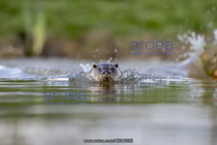  : Otter - Swimming - Devon - UK