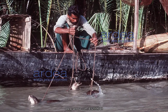 : OTTER - tame, used for fishing : OTTER - tame, used for fishing