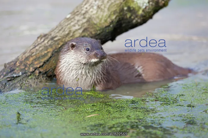  : Otter - in water