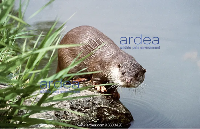 : OTTER - by water : OTTER - by water