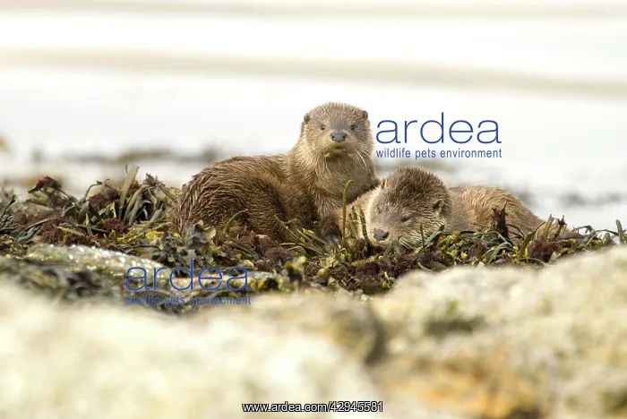 : Otters - Pair resting amongst seaweed on rock : Otters - Pair resting amongst seaweed on rock